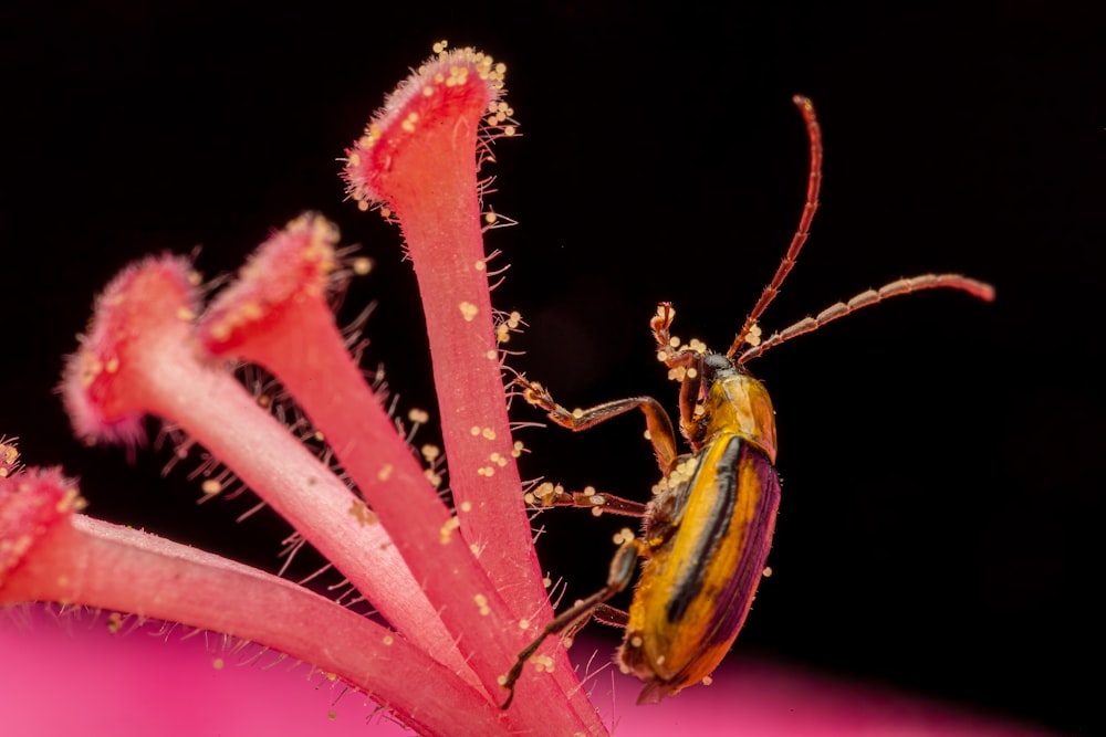 grüner und brauner Käfer auf rosa Blume