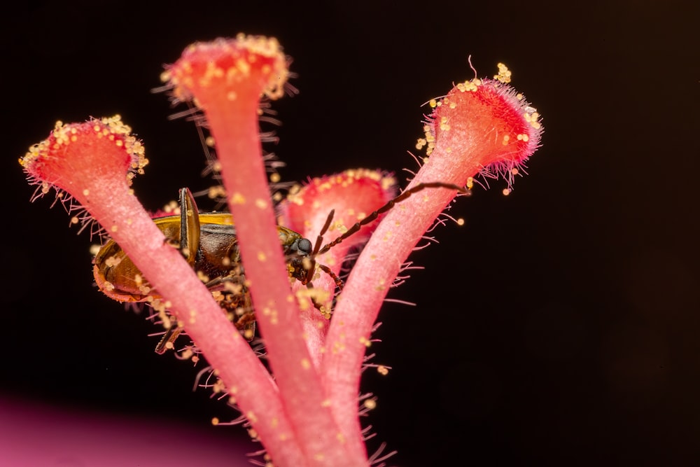 pink flower in macro lens