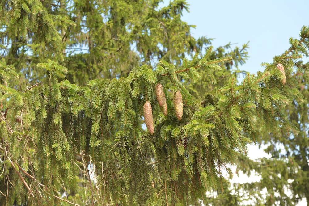 green tree under blue sky during daytime