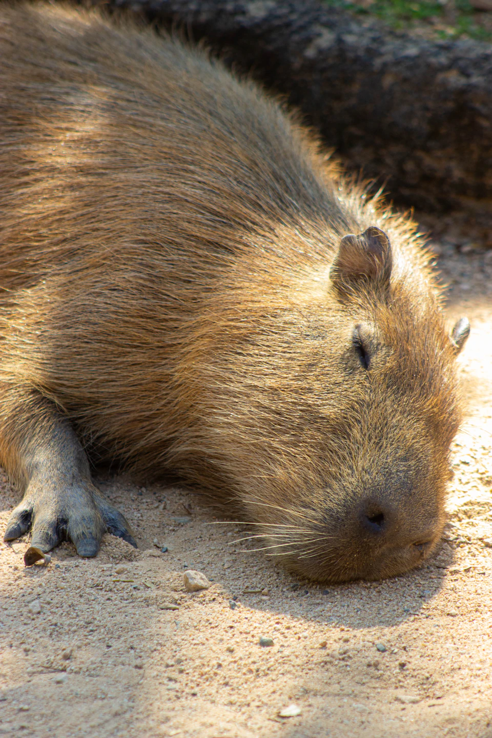 Brown rodent lies on dirt path, head resting on ground with eyes closed slowly