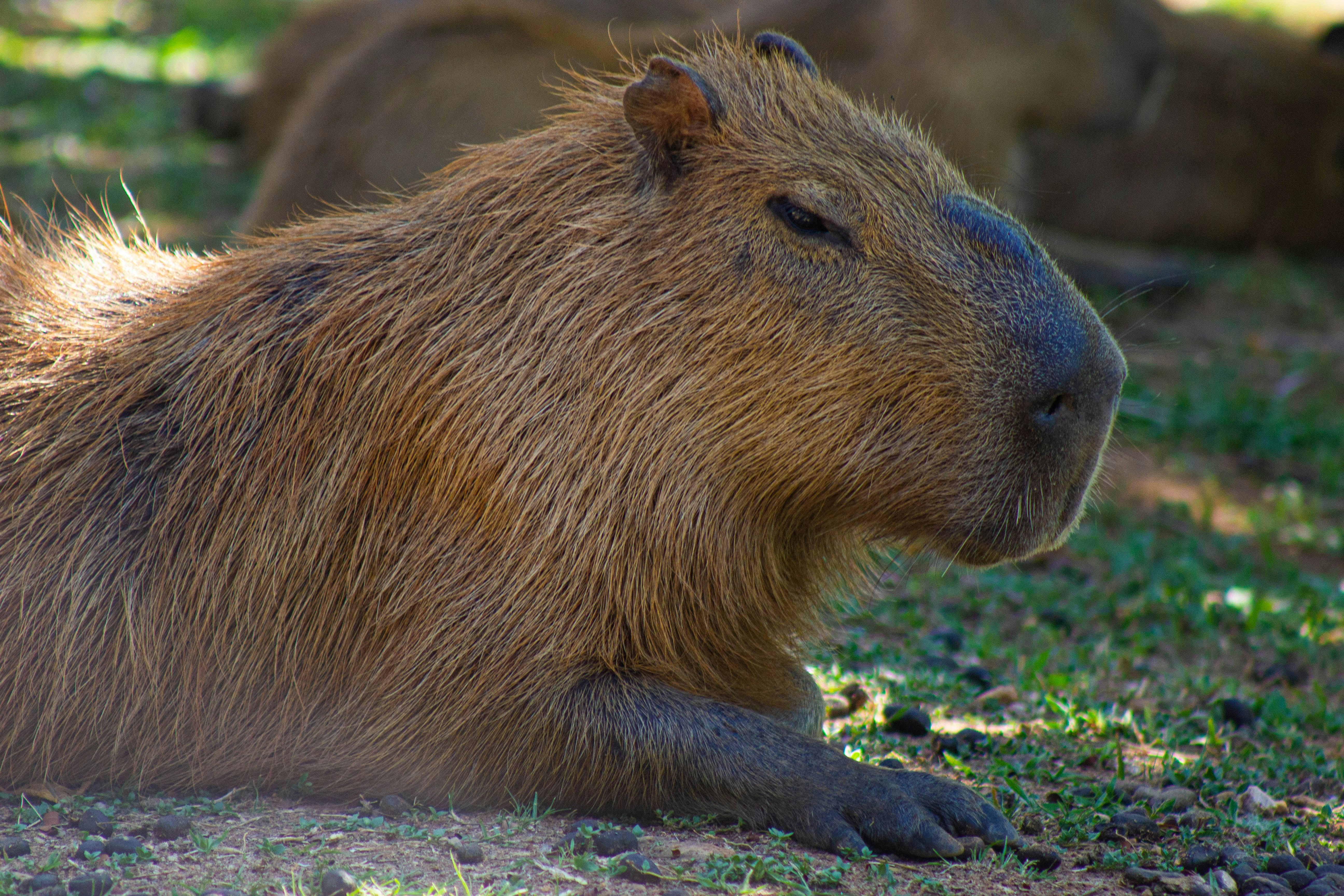 Construyendo una Base de Datos Vectorial desde Cero - CapybaraDB