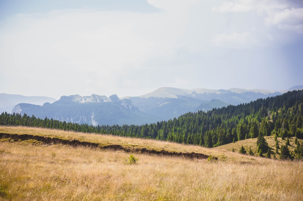 green and brown grass field near green trees and mountains during daytime