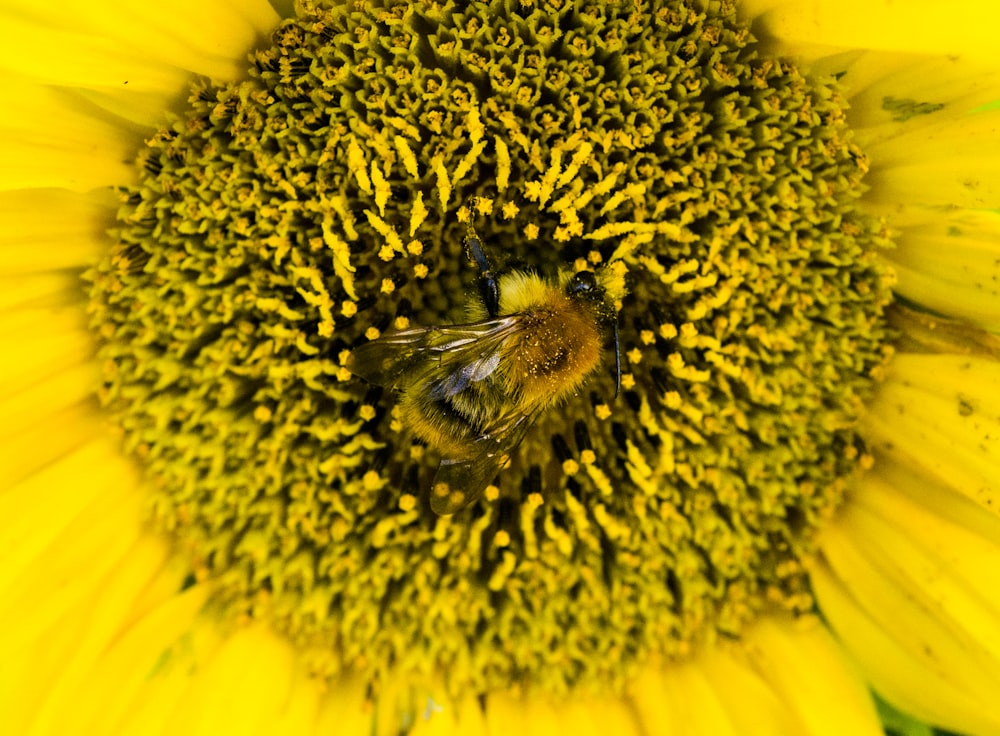 abeille noire et jaune sur tournesol jaune