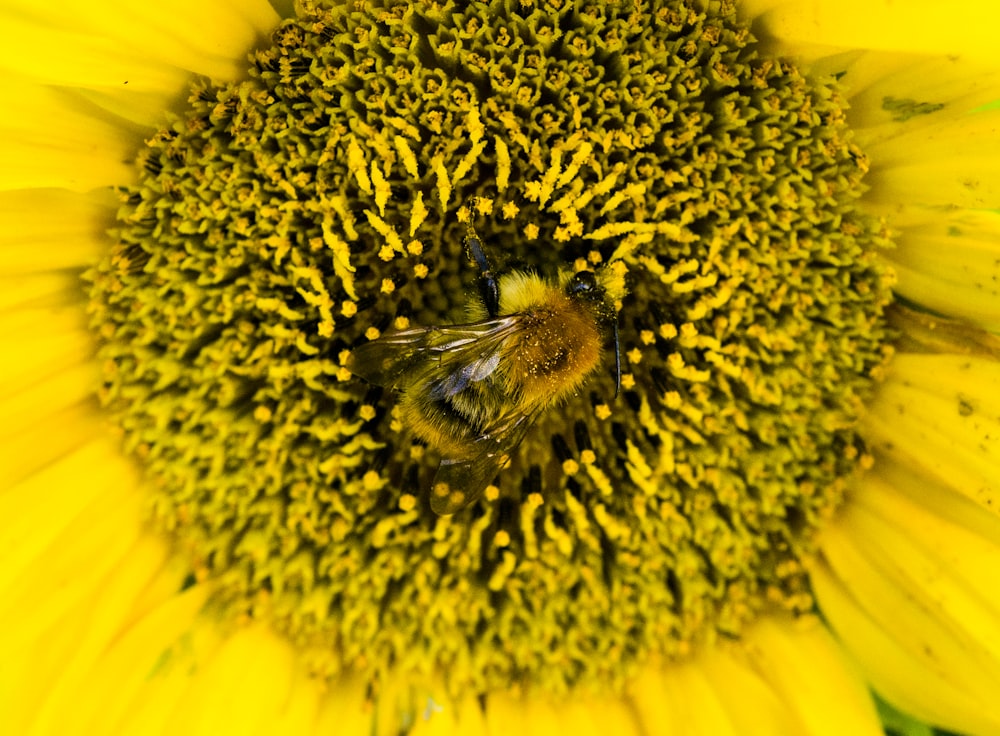 black and yellow bee on yellow sunflower