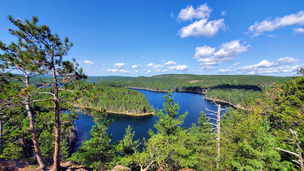 green trees near lake under blue sky during daytime