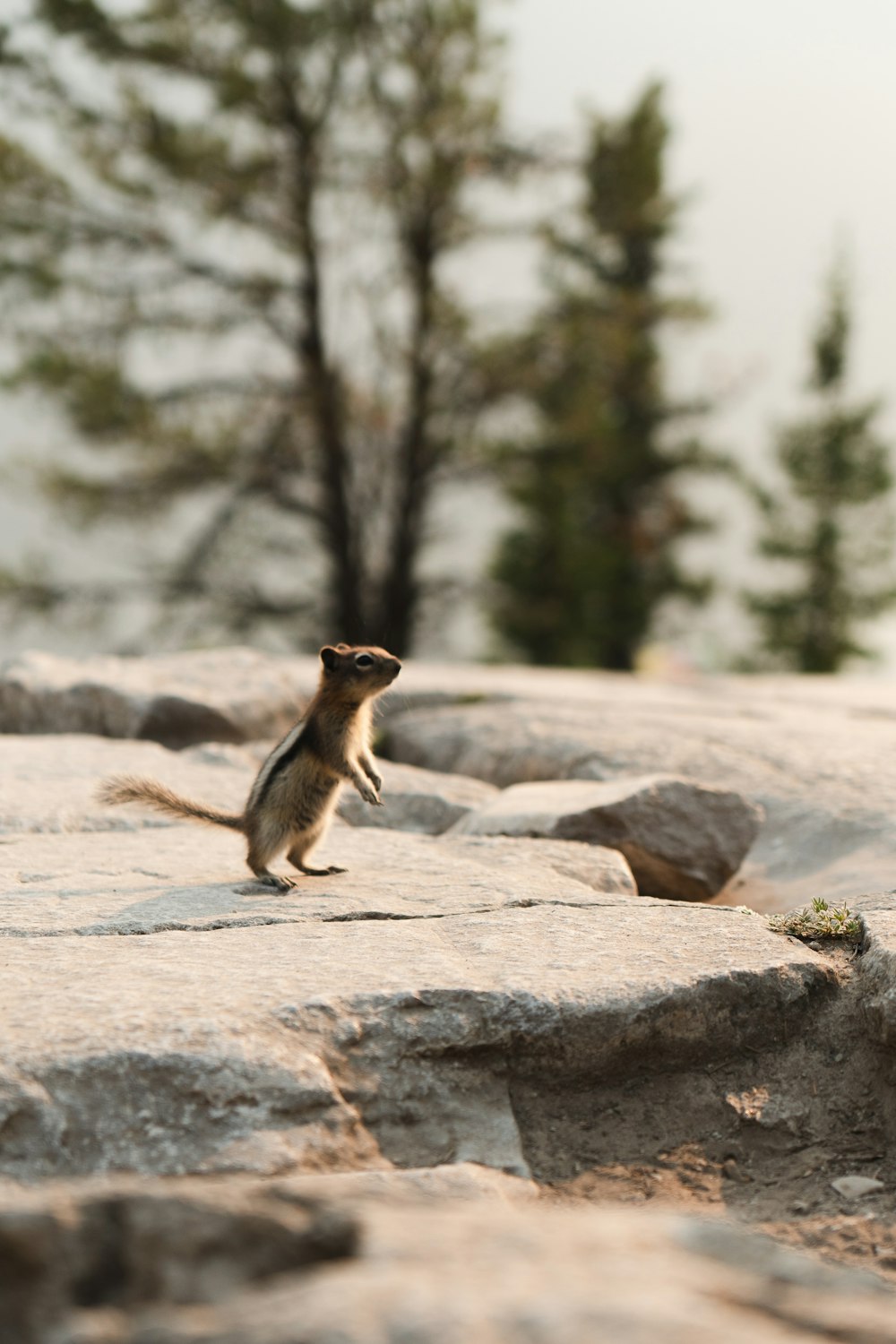 brown and black animal on gray rock during daytime