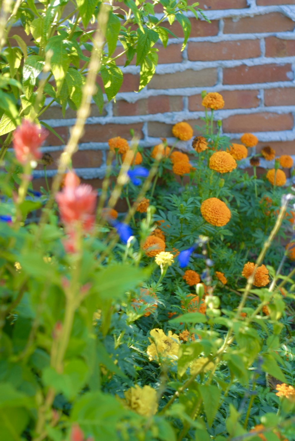 flores vermelhas e amarelas ao lado da parede de tijolos marrons