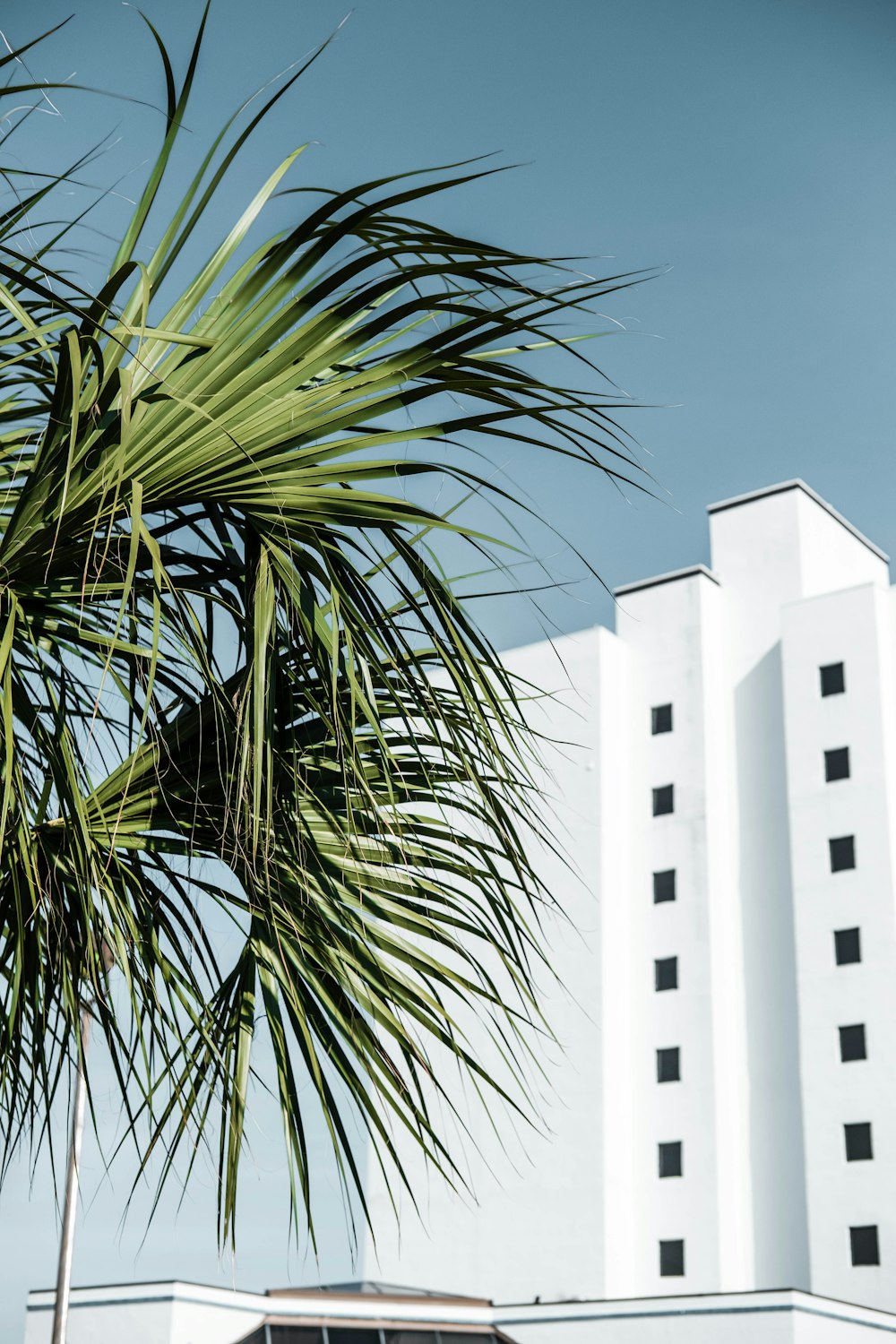 green palm tree near white concrete building