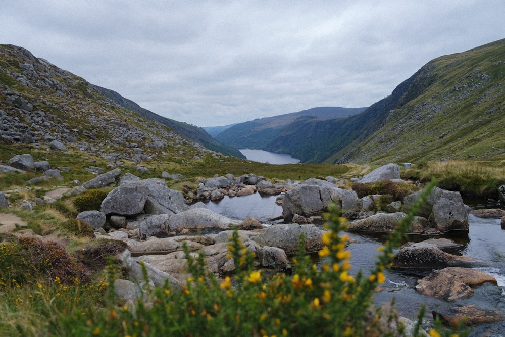 green grass and gray rocks on river