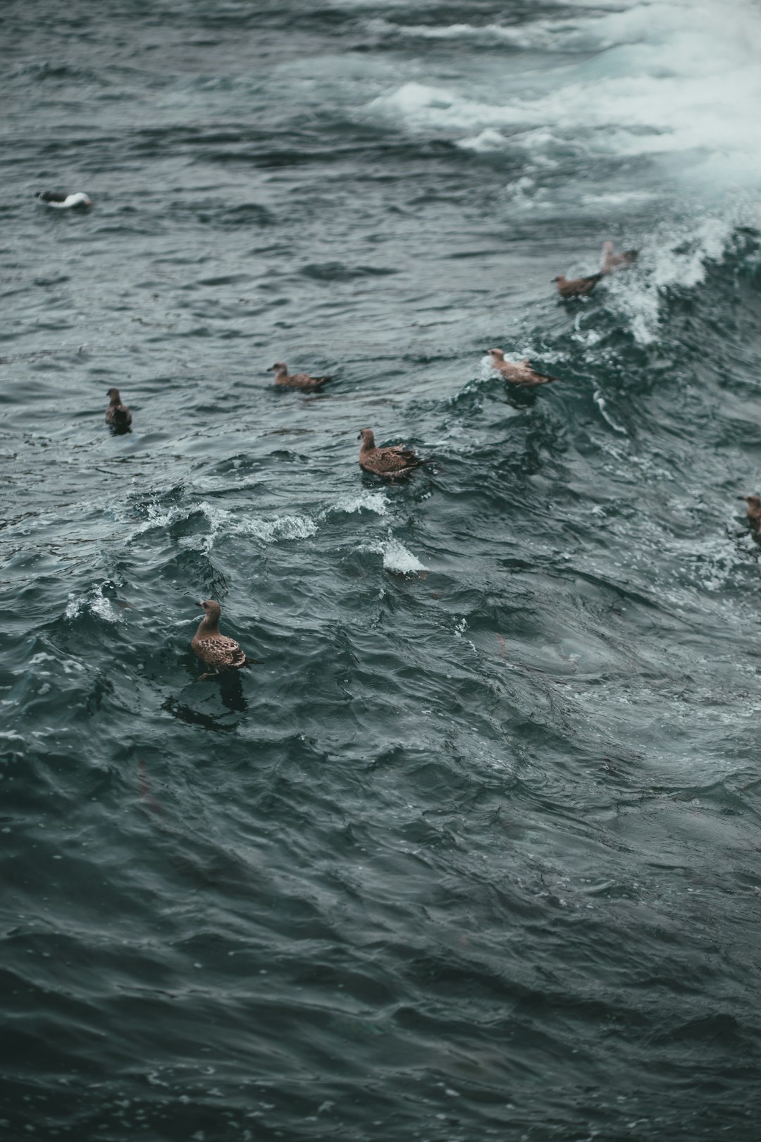 people swimming on body of water during daytime
