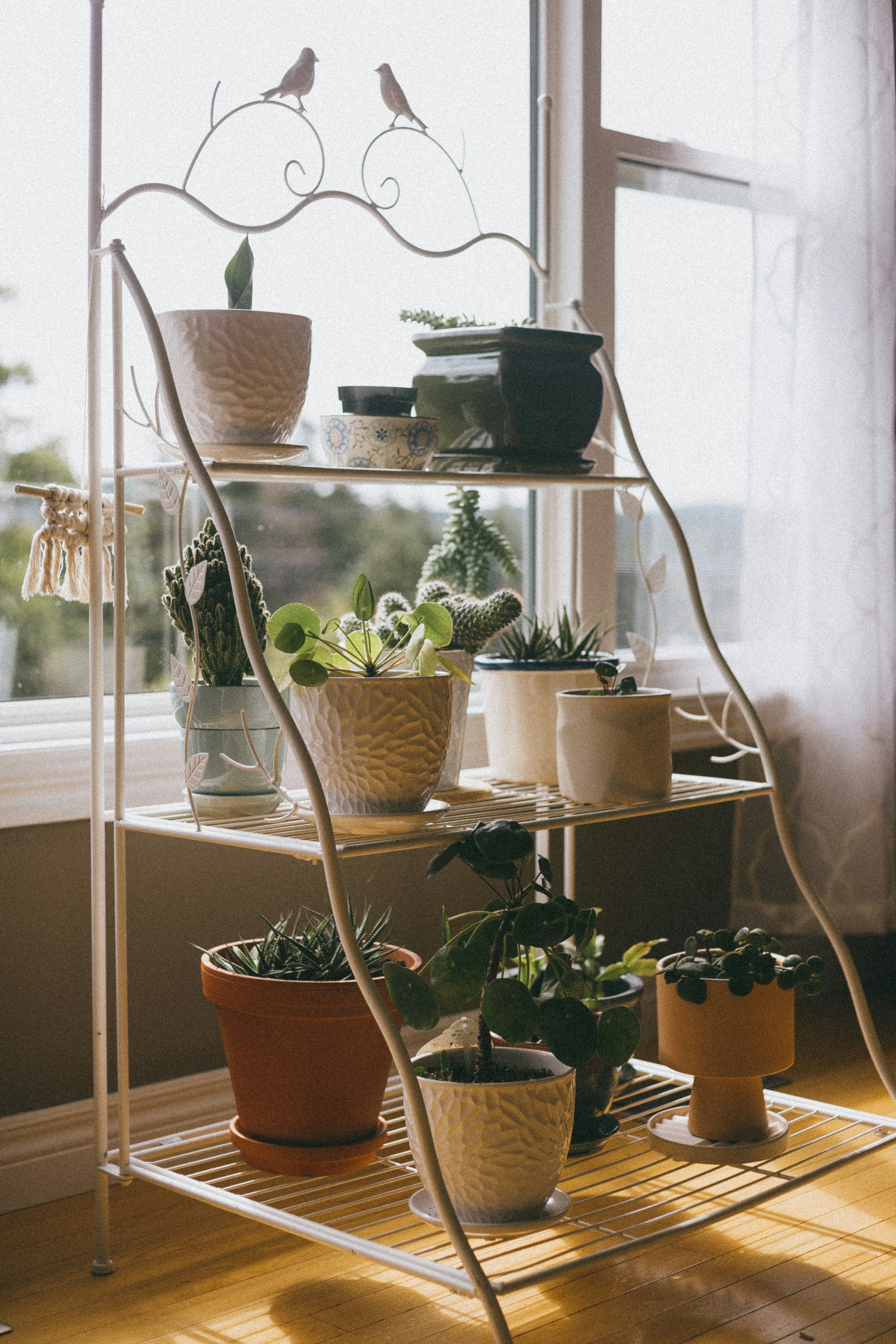 Indoor Air Quality Setup with Plants and Purifiers