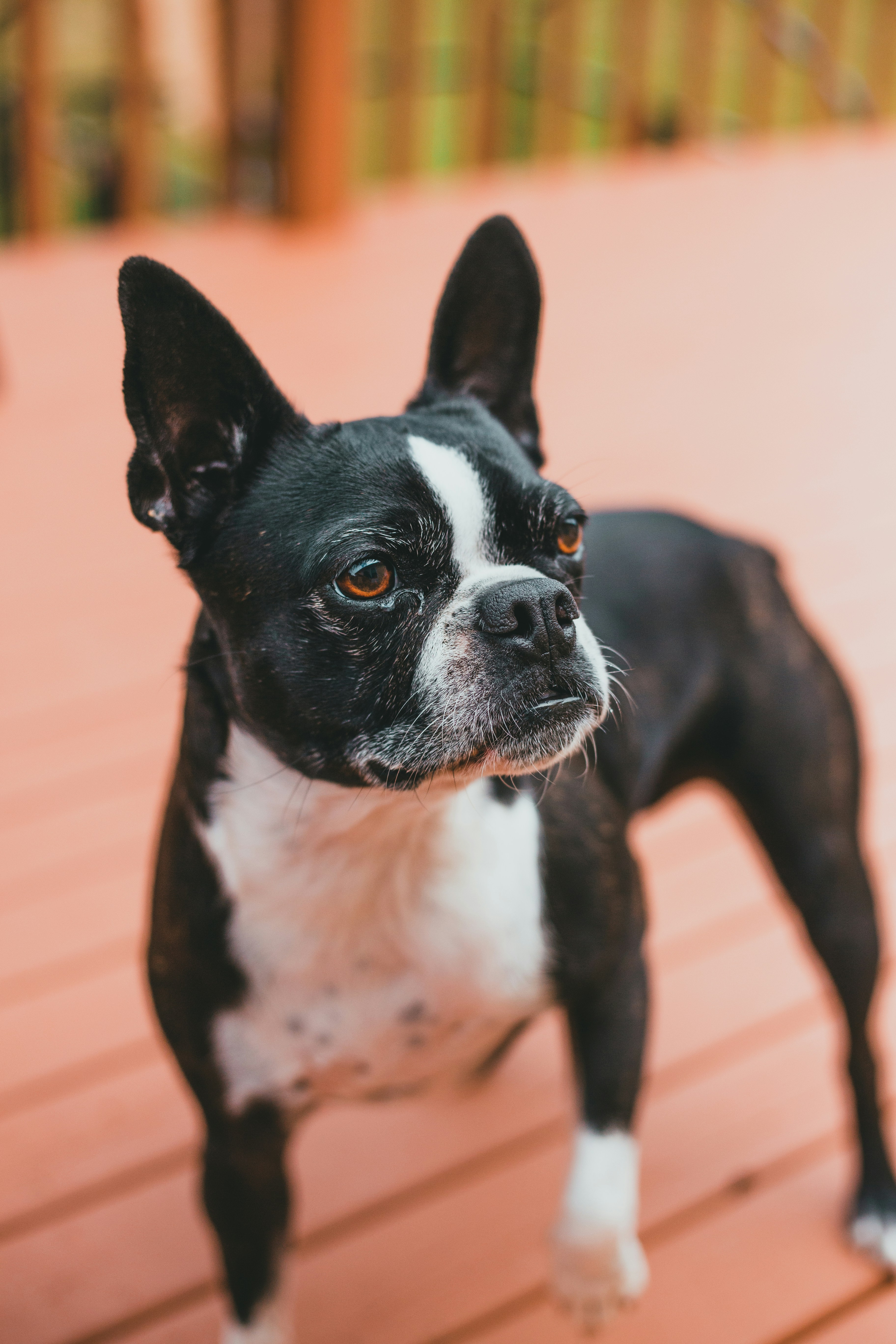 Boston Terrier blanco y negro foto – Imagen de Animal gratuita en Unsplash, image size:3000x4500
