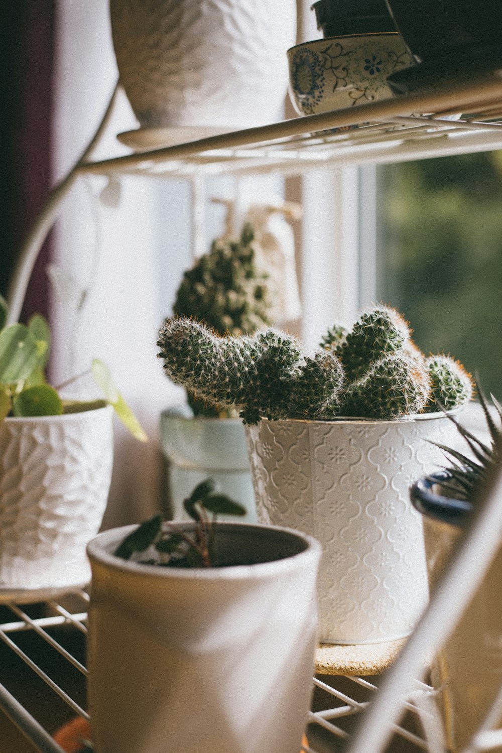 green cactus in white pot