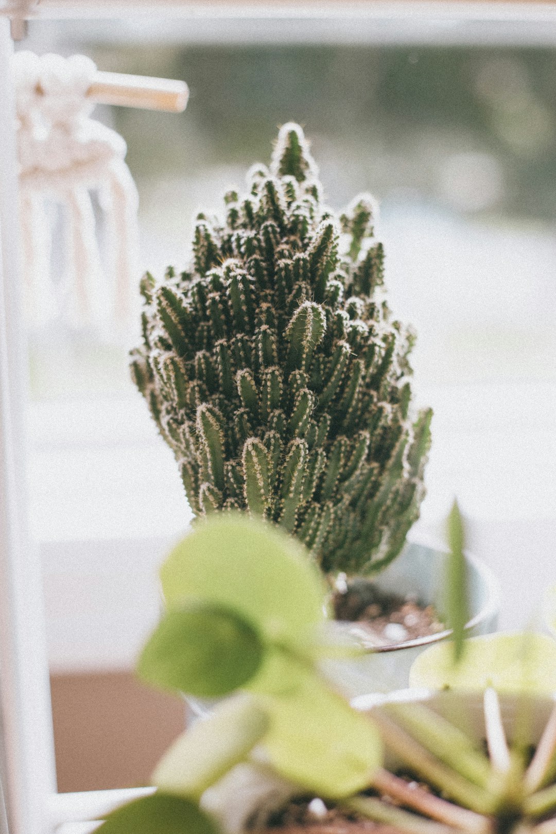 green plant in tilt shift lens