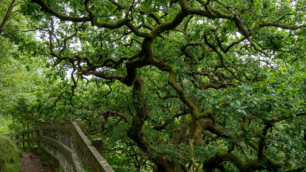 green trees on brown wooden bridge