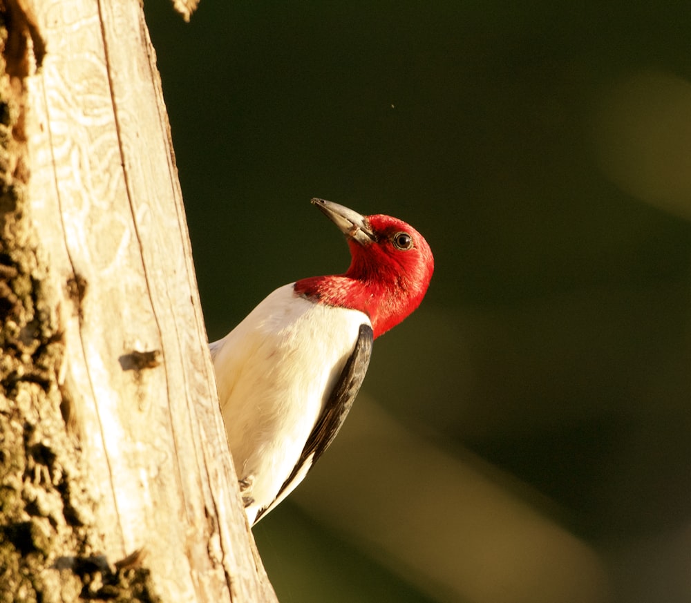 red and white bird on brown tree branch