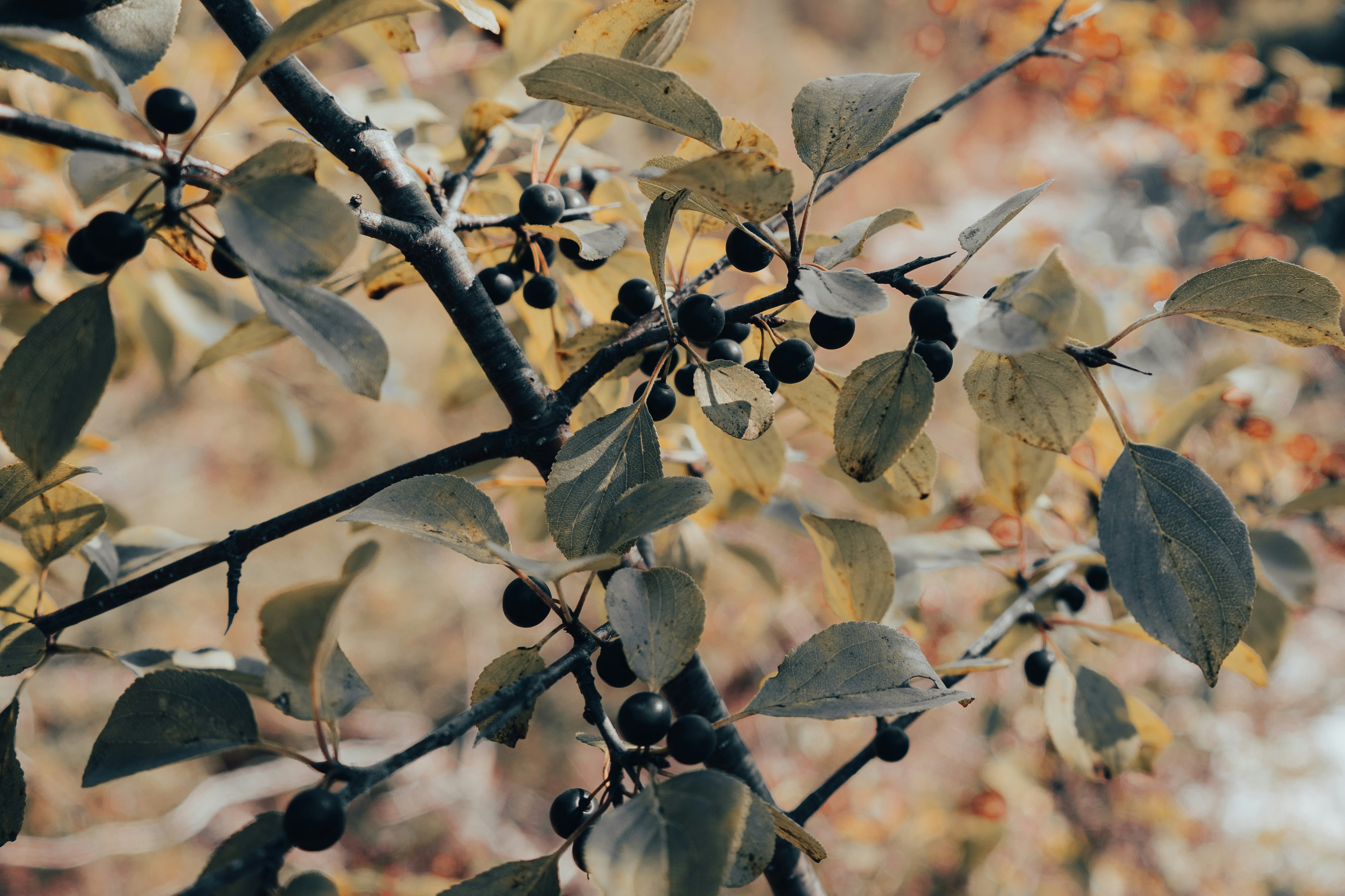 Photo by sidney_pitzl