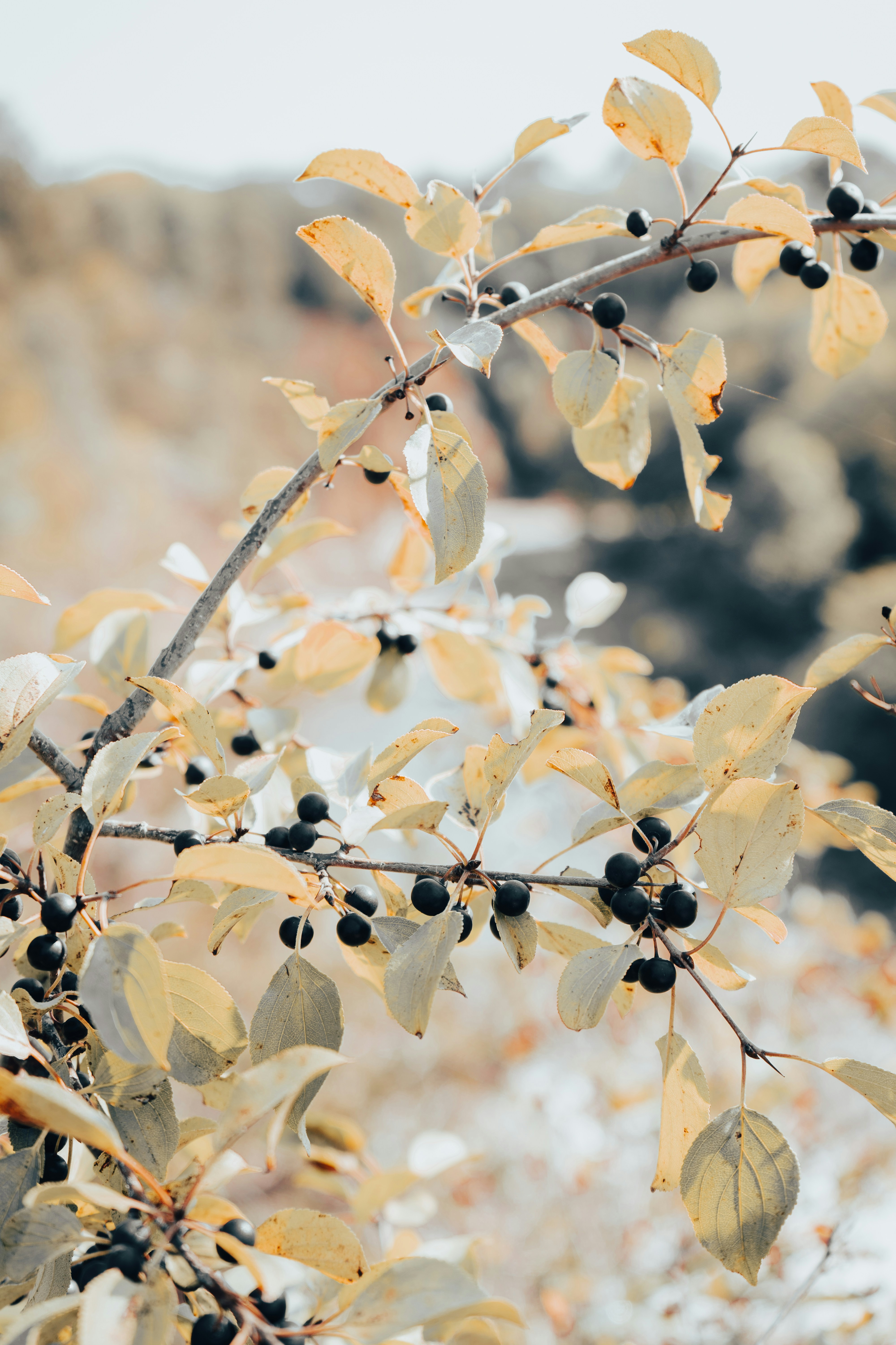 Photo by sidney_pitzl