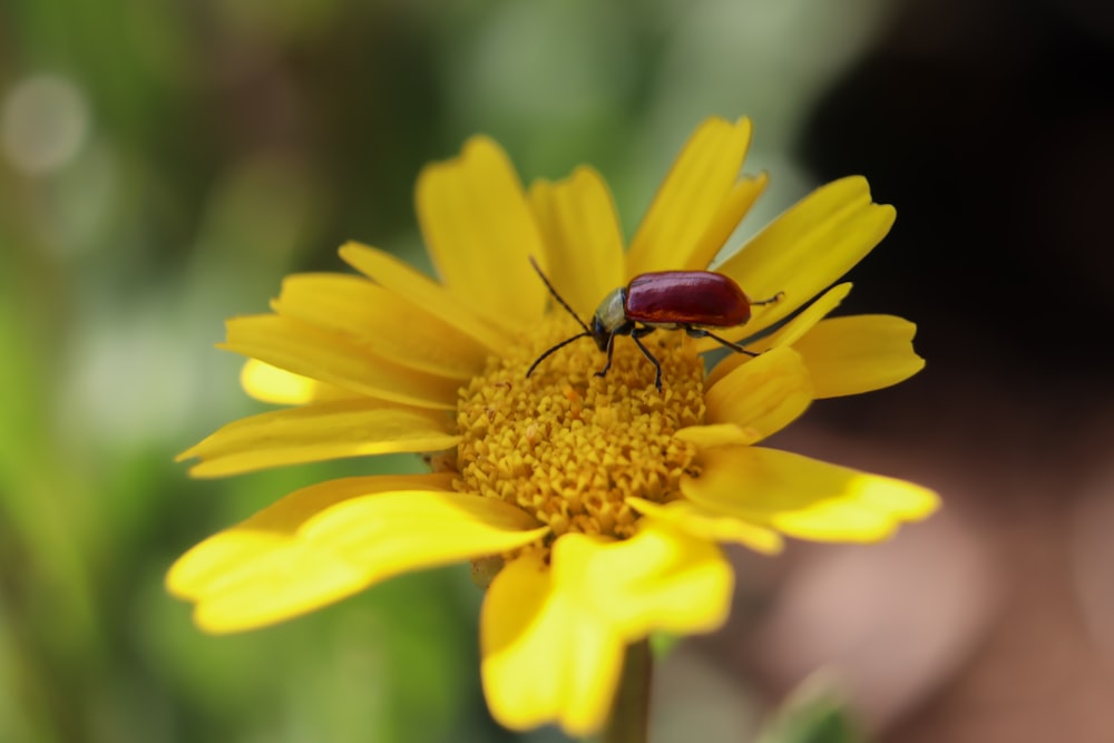 Brauner Käfer auf gelber Blüte