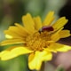brown beetle on yellow flower