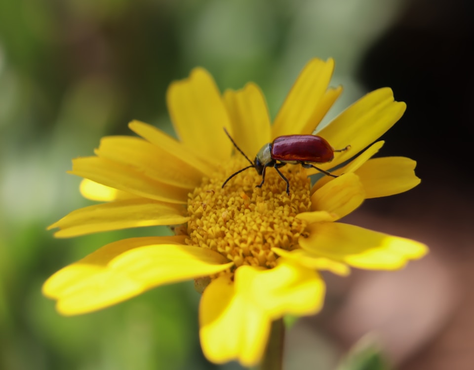 brown beetle on yellow flower