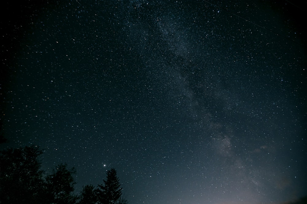 green trees under blue sky during night time