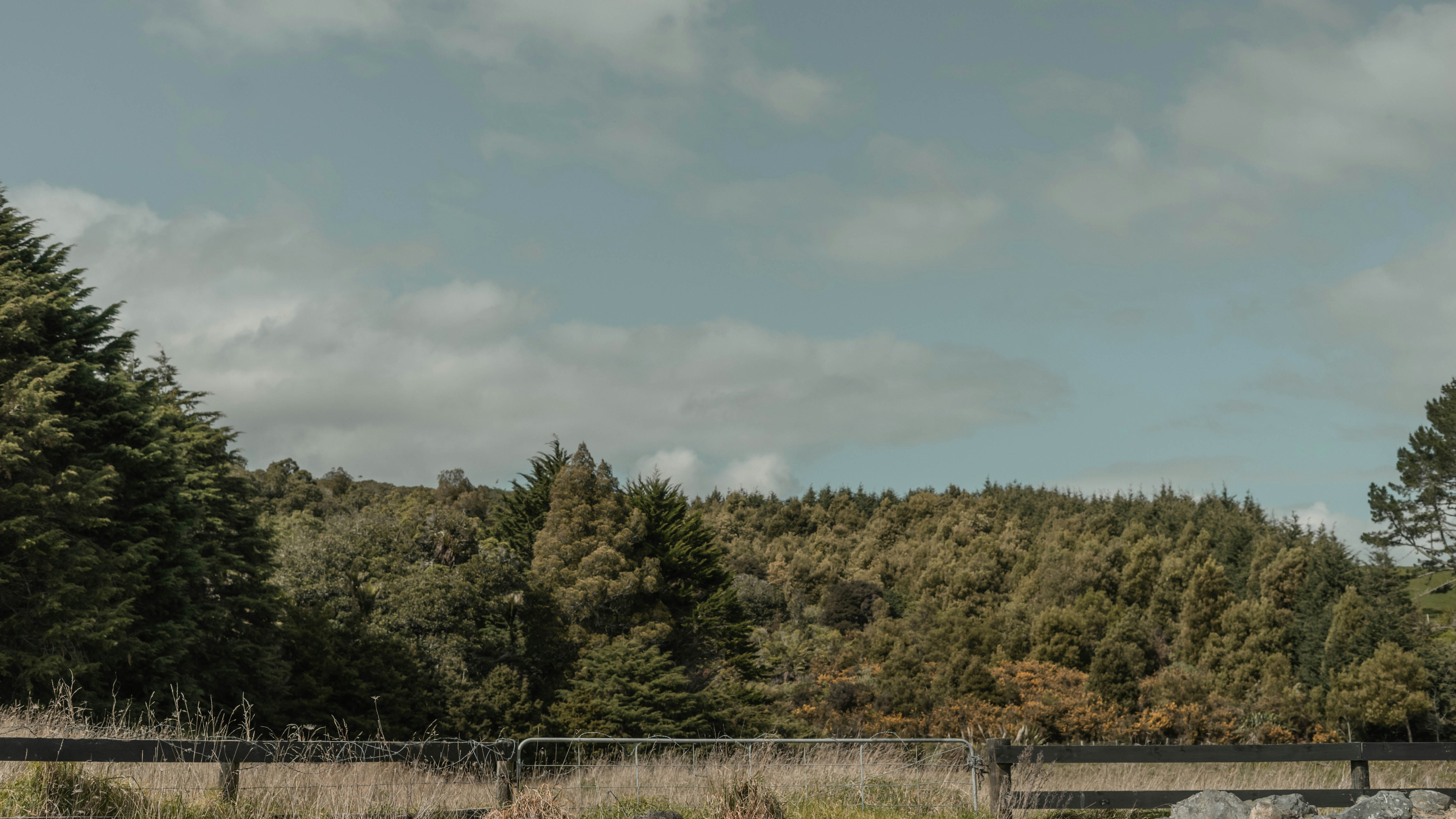 green trees under white clouds during daytime