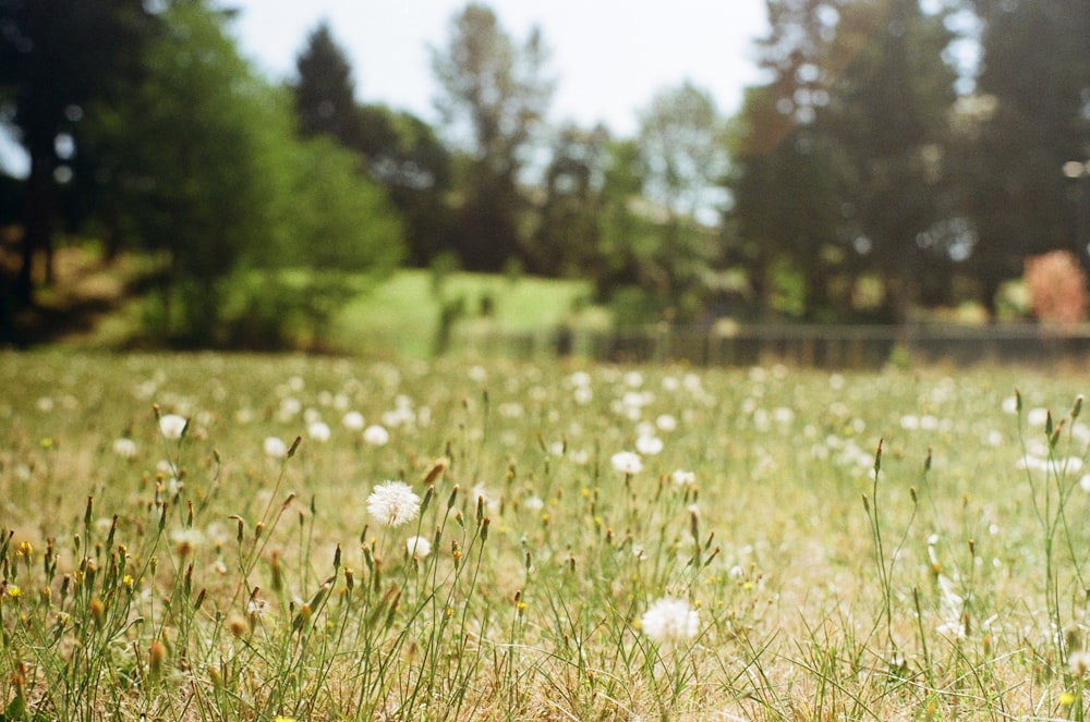 white dandelion flower field during daytime