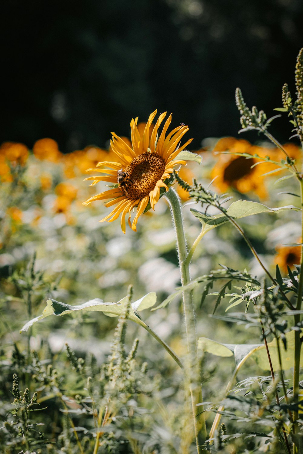 yellow sunflower in tilt shift lens