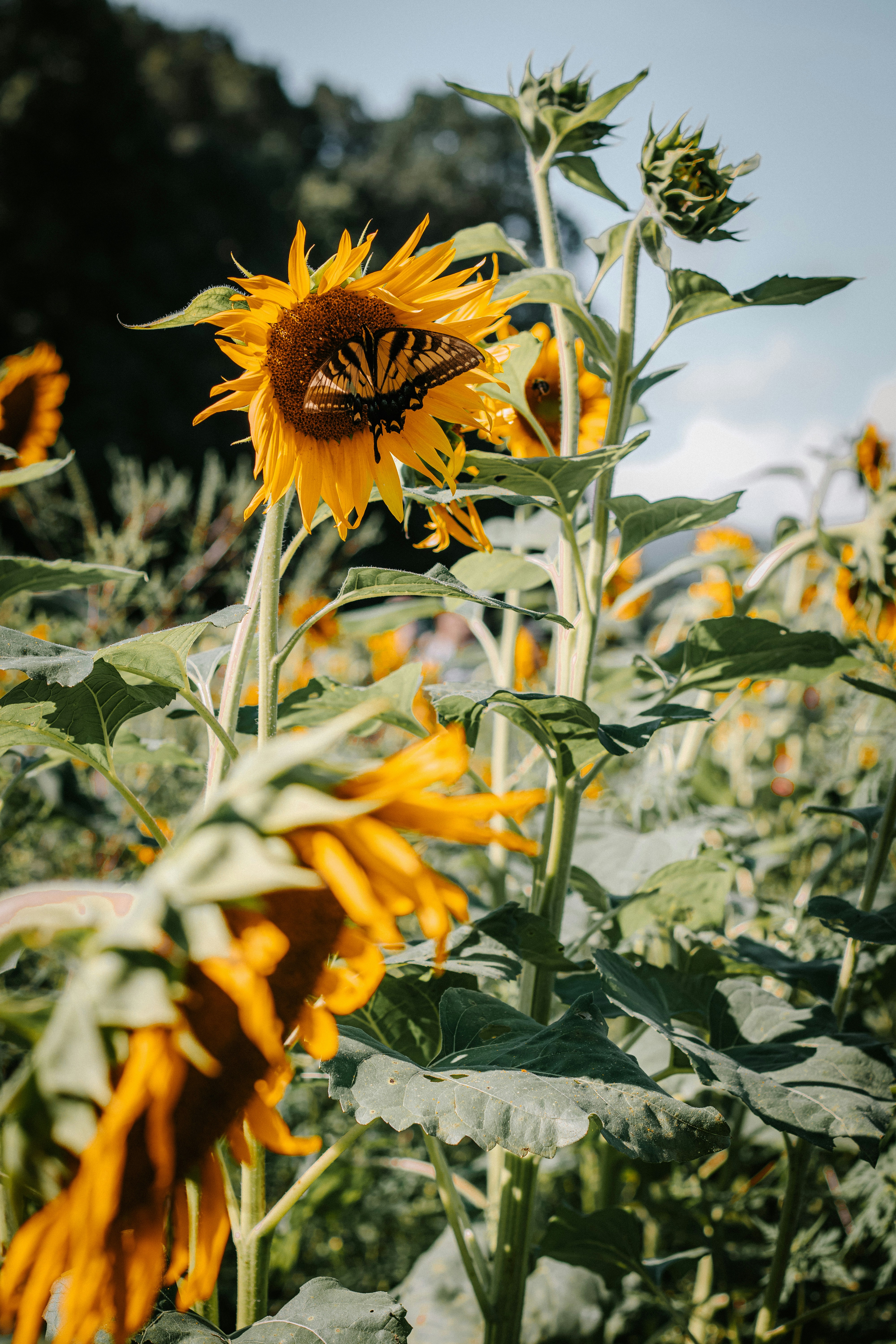 sunflower field under blue sky during daytime
