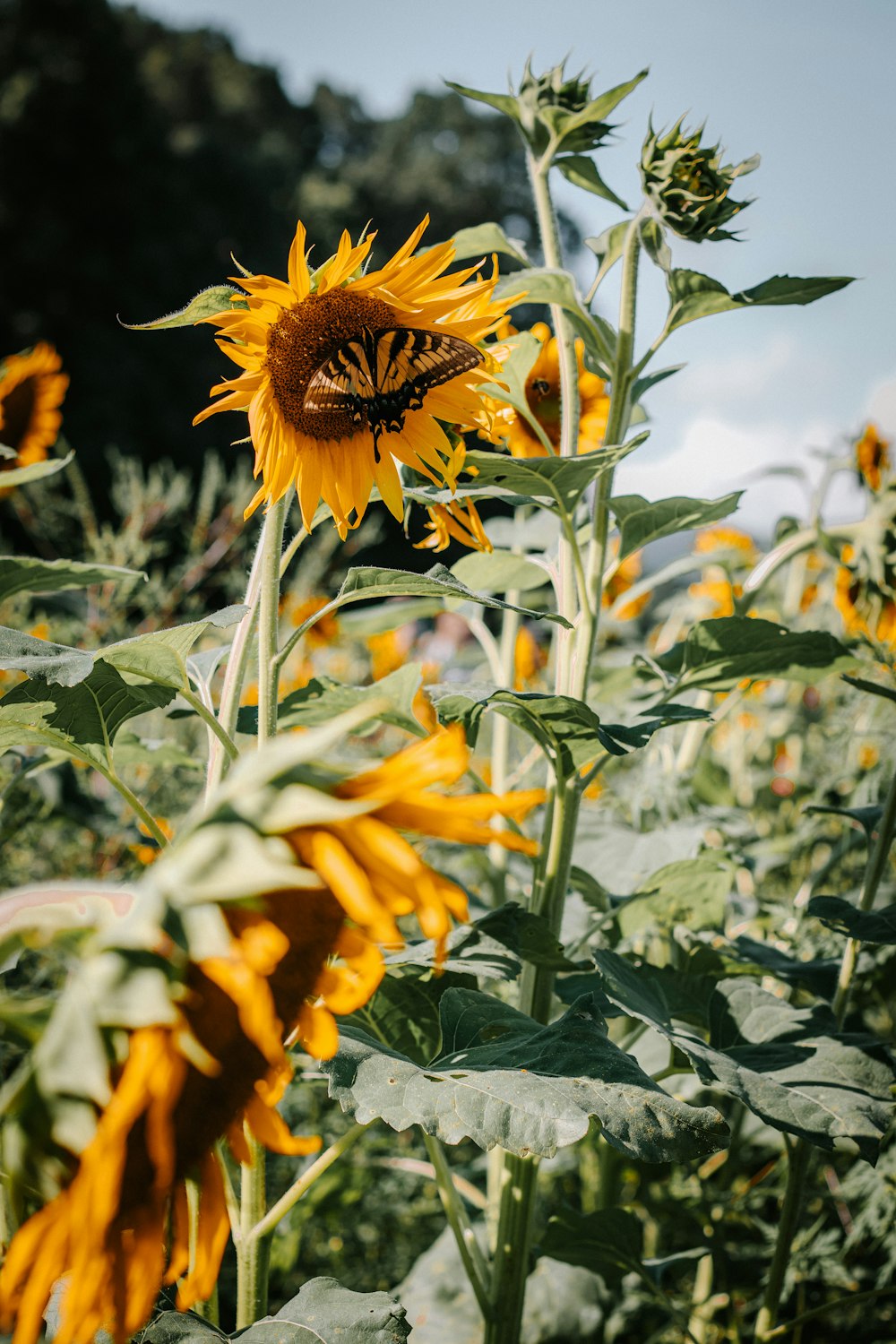 sunflower field under blue sky during daytime