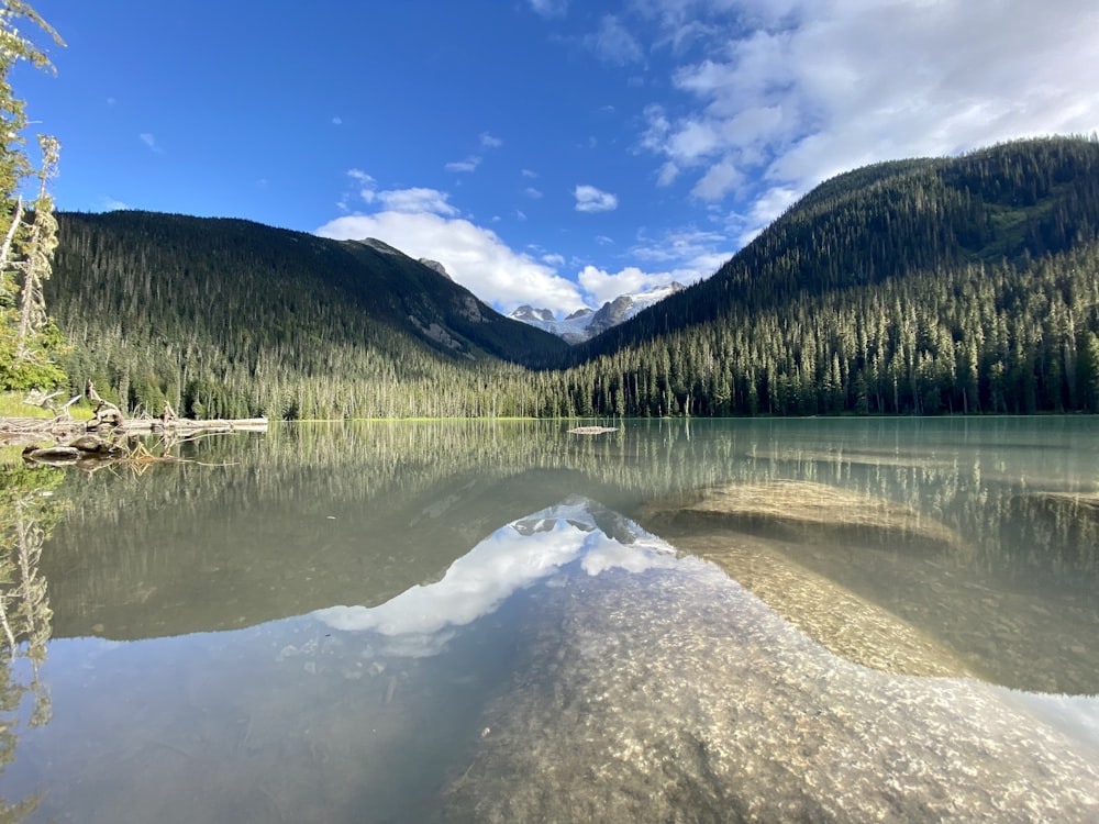 Árboles verdes cerca del lago bajo el cielo azul durante el día