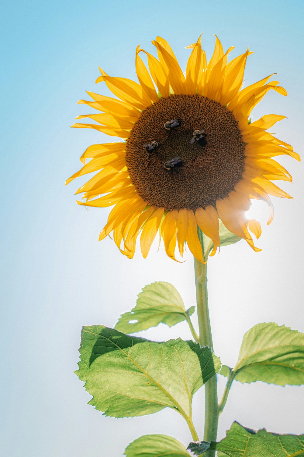 un girasol con una cara dibujada en él