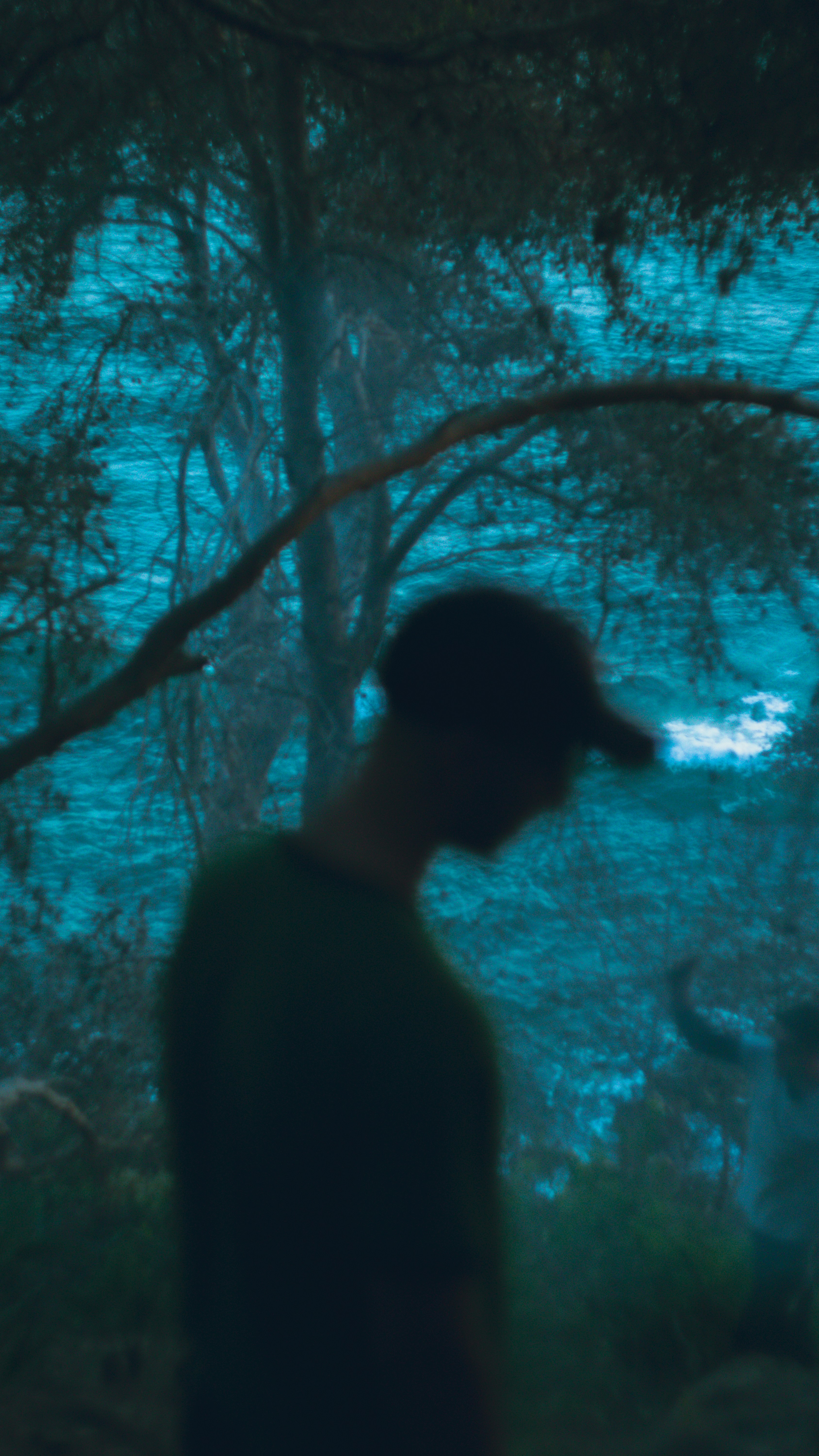 forest campsite wallpaper, wallpaper, Essential Oils for Campsite Relaxation: A Guide 6