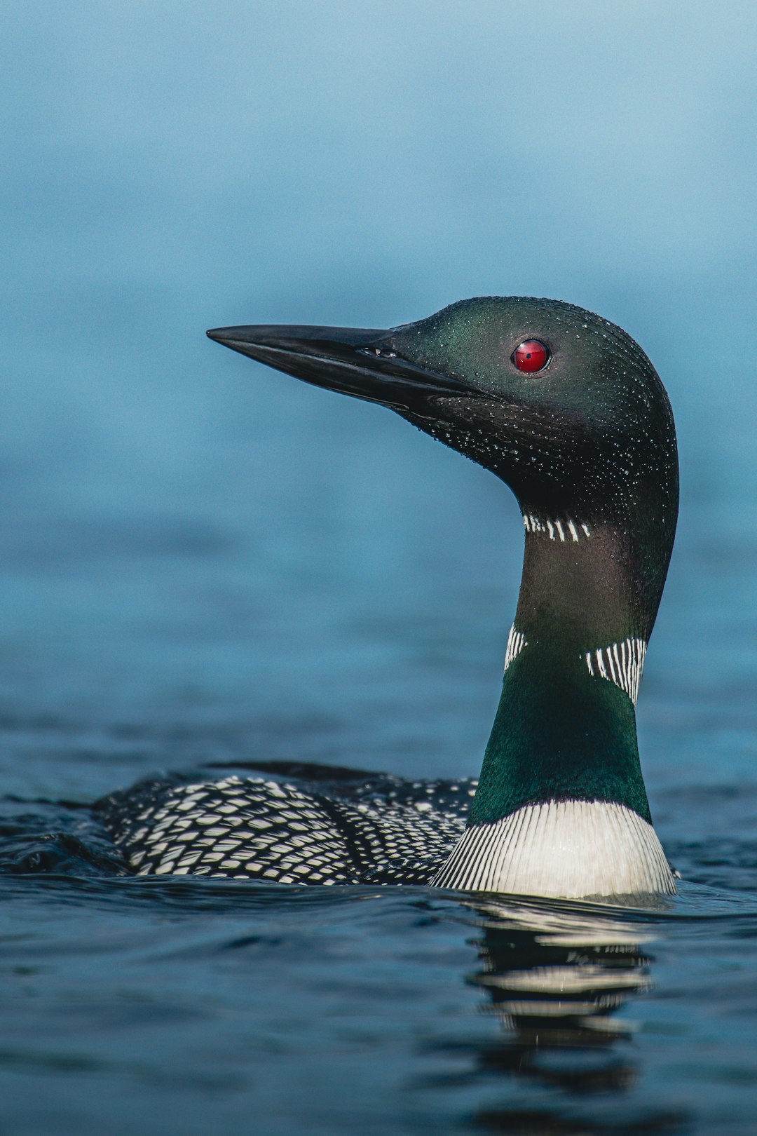 black and white duck on water