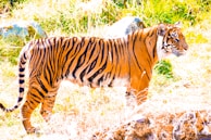 A majestic tiger stands amidst tall grass, showcasing its vibrant orange coat with distinctive black stripes. The background is lush with green foliage and rocks, highlighting the natural habitat.