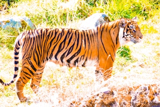 A majestic tiger stands amidst tall grass, showcasing its vibrant orange coat with distinctive black stripes. The background is lush with green foliage and rocks, highlighting the natural habitat.