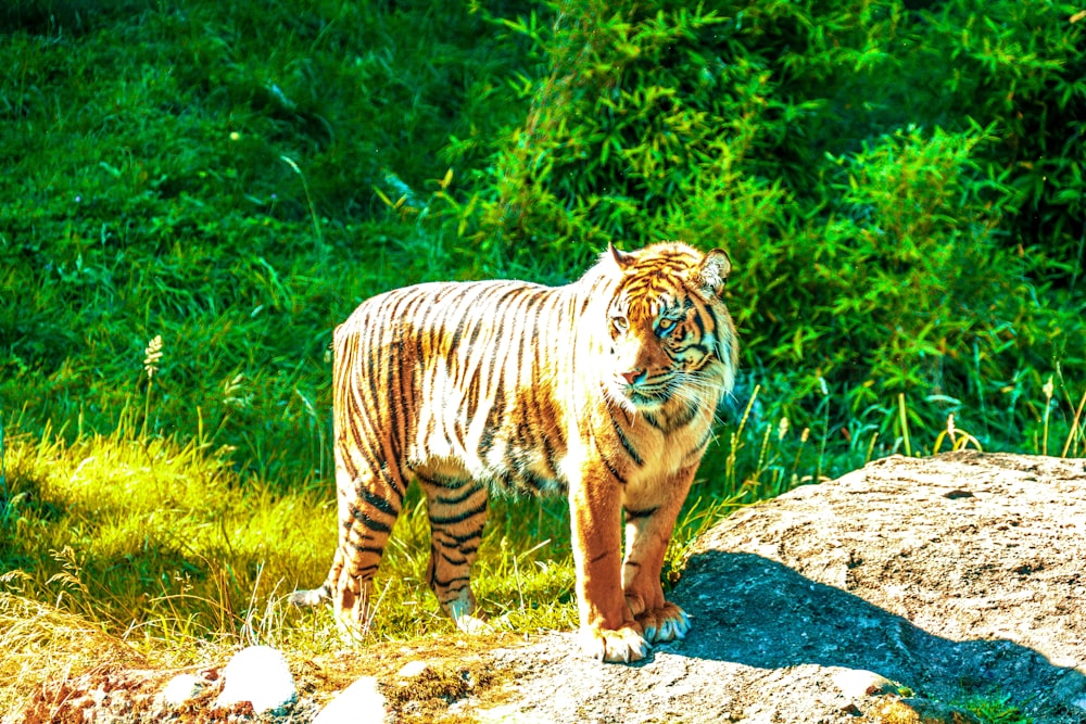 tiger walking on brown rock during daytime