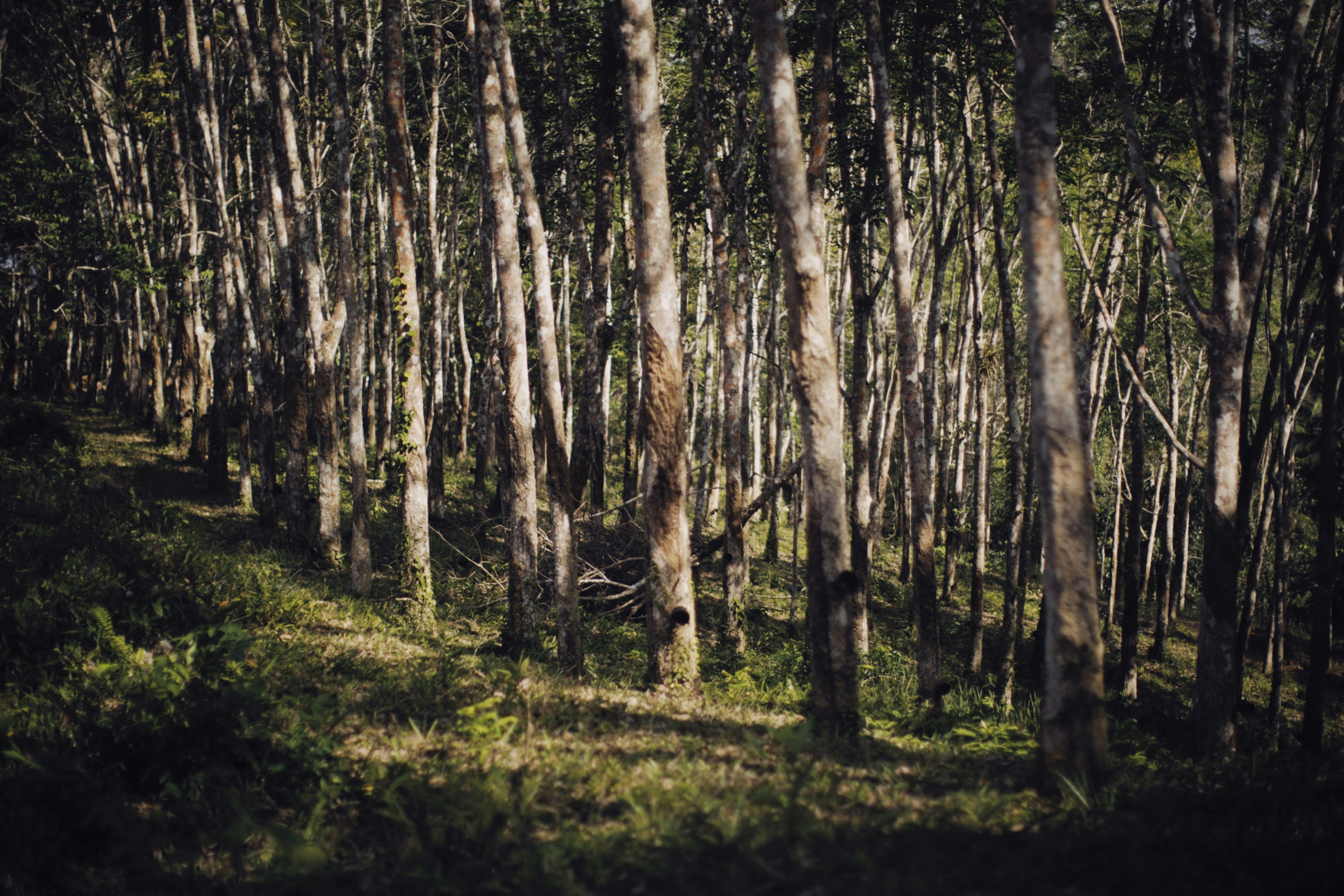 Photo by alexeydemidov