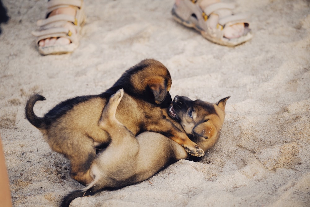 black and tan german shepherd puppy lying on white sand during daytime