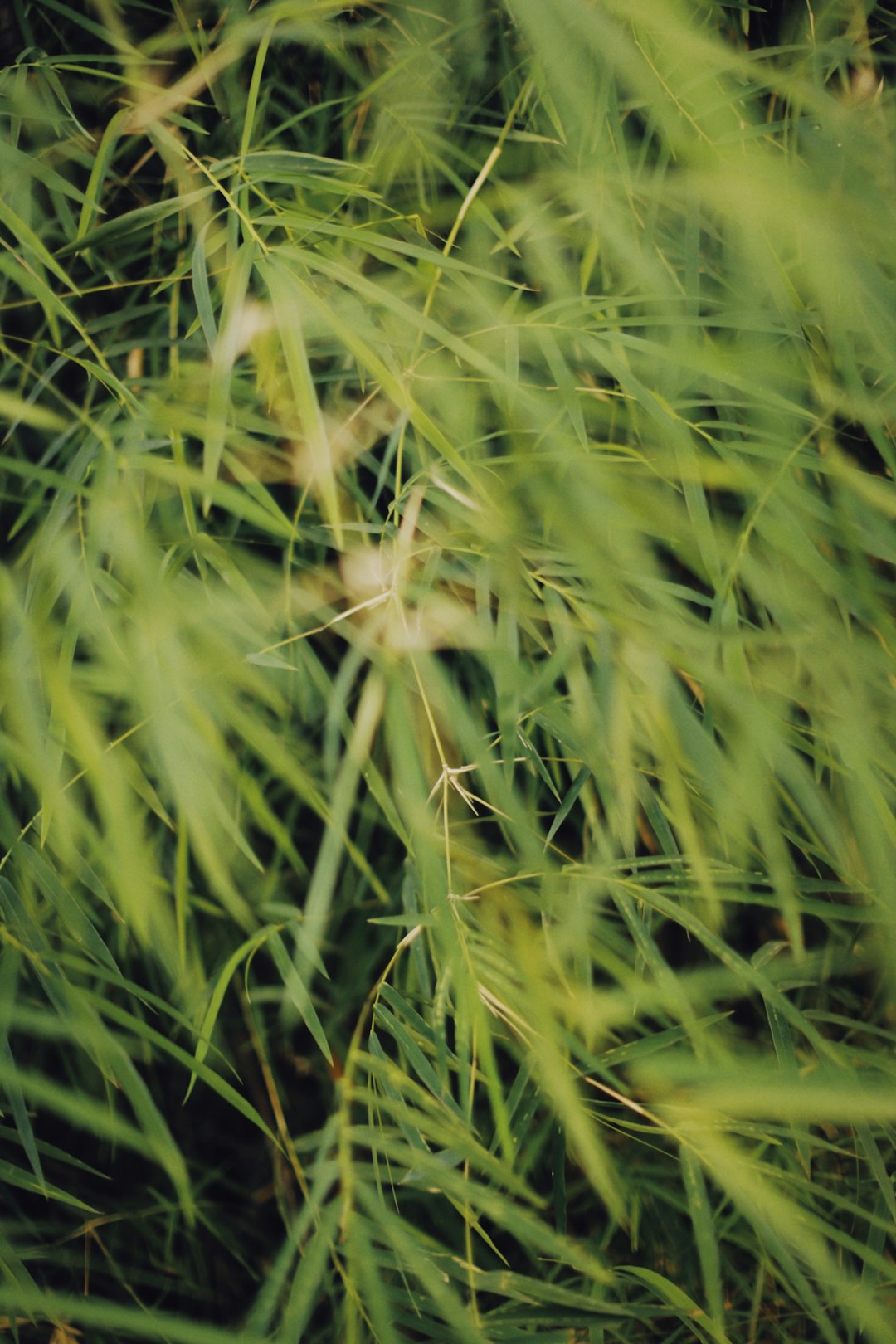 green grass in close up photography