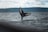 Close-up of a humpback whale tail lifting above ocean waves during sunset.