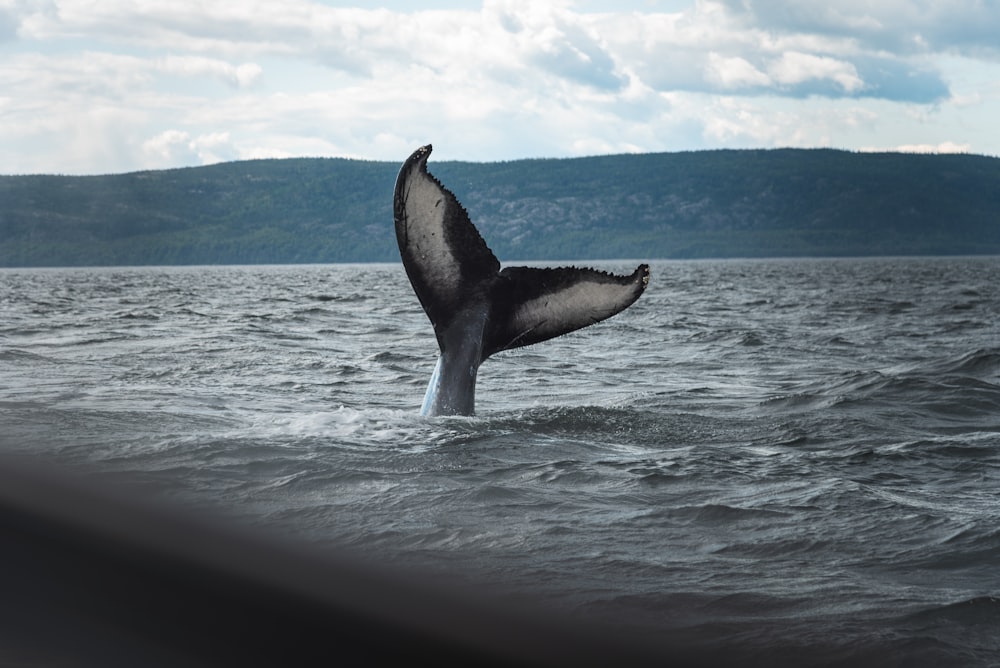 black and white whale jumping over the sea