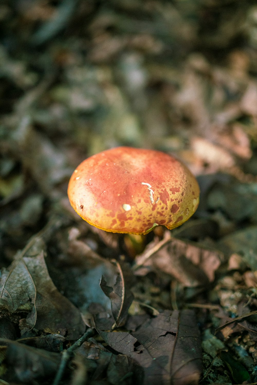 red and brown mushroom on brown soil