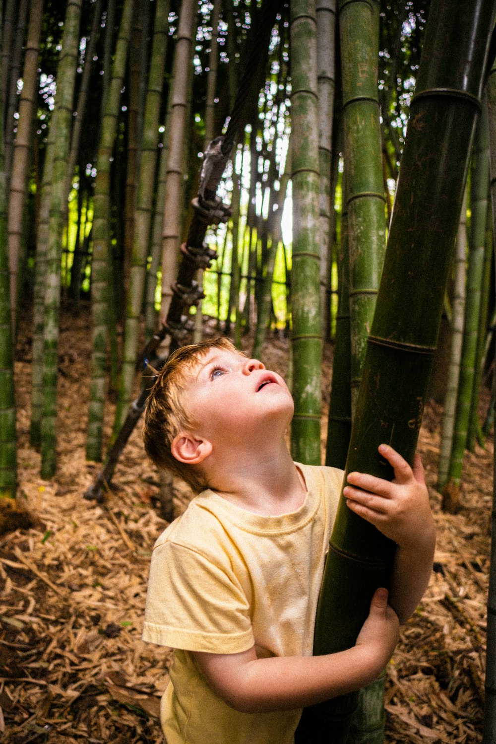 boy in yellow crew neck t-shirt standing beside bamboo tree
