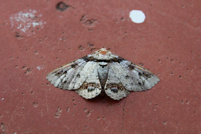 white and brown butterfly on red concrete wall