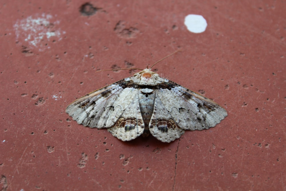 borboleta branca e marrom na parede vermelha de concreto