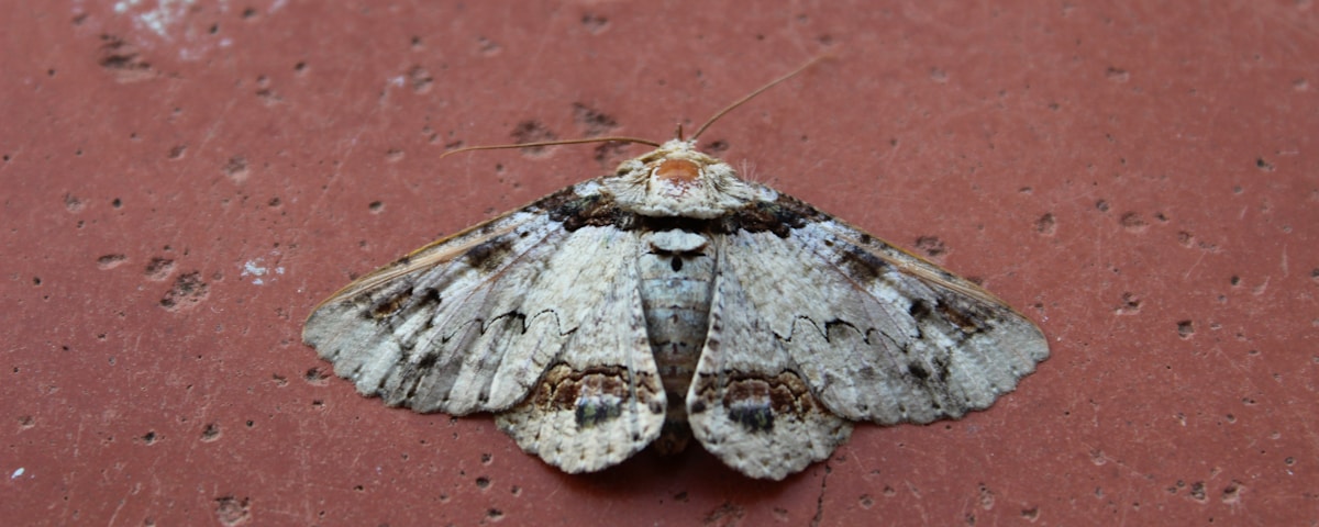 white and brown butterfly on red concrete wall