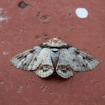 white and brown butterfly on red concrete wall