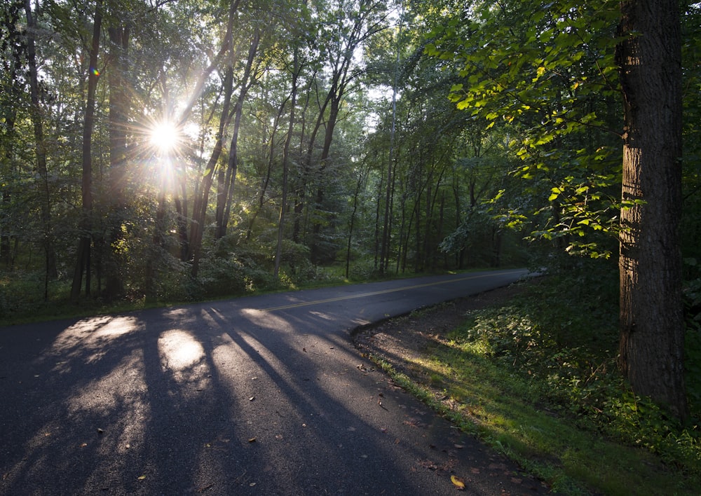 gray concrete road between green trees during daytime